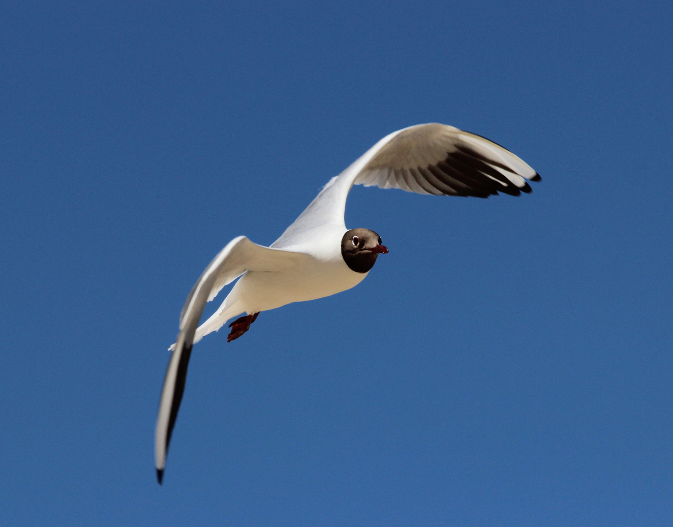 Eine Möwe in Cuxhaven