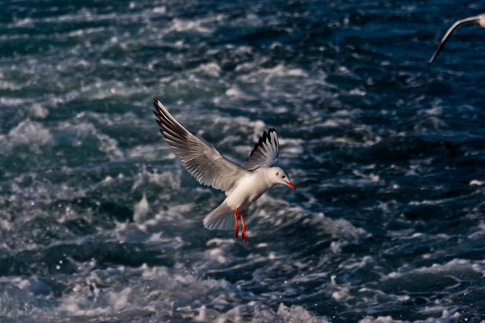 Eine Möwe in Istanbul