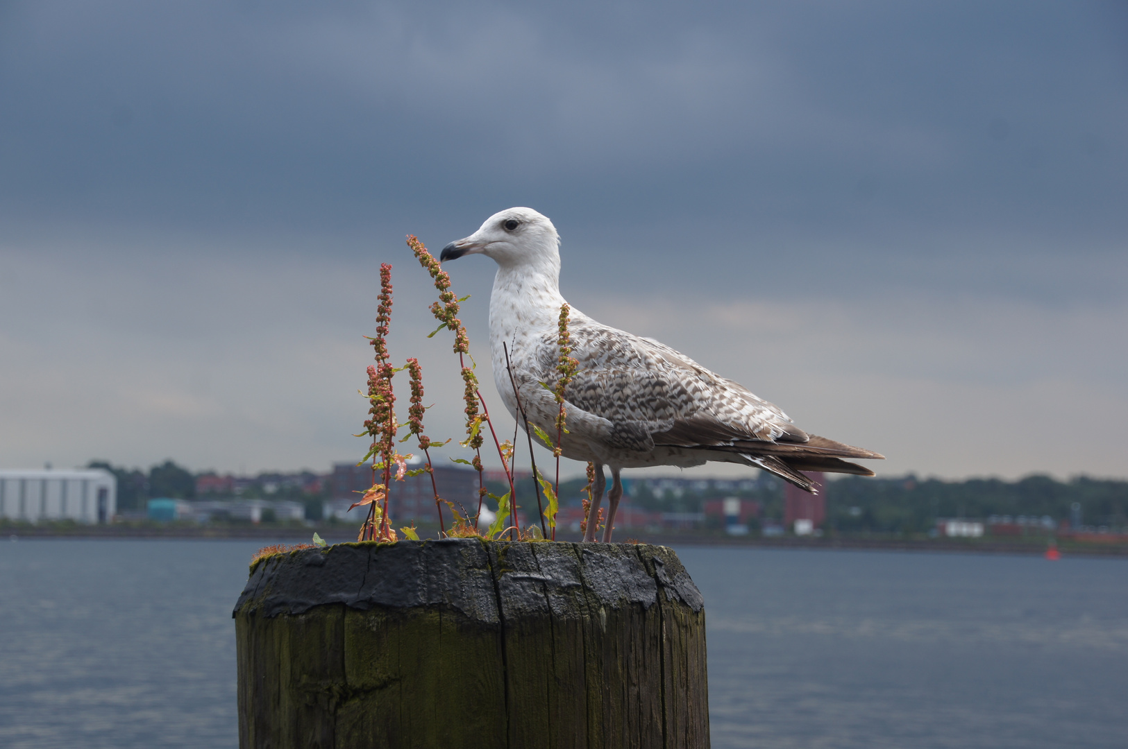 Eine Möwe in Kiel