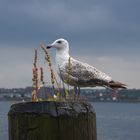 Eine Möwe in Kiel