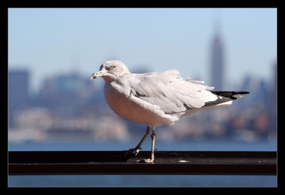 Eine Möwe in New York