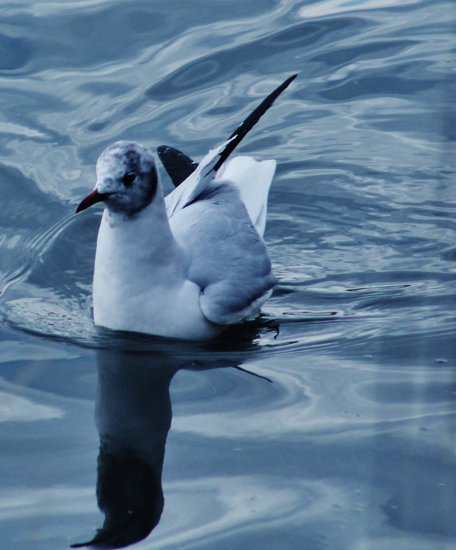 eine Möwe in ruhiger Bahn zieht sie auf dem  Wasser