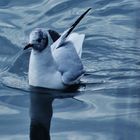 eine Möwe in ruhiger Bahn zieht sie auf dem  Wasser