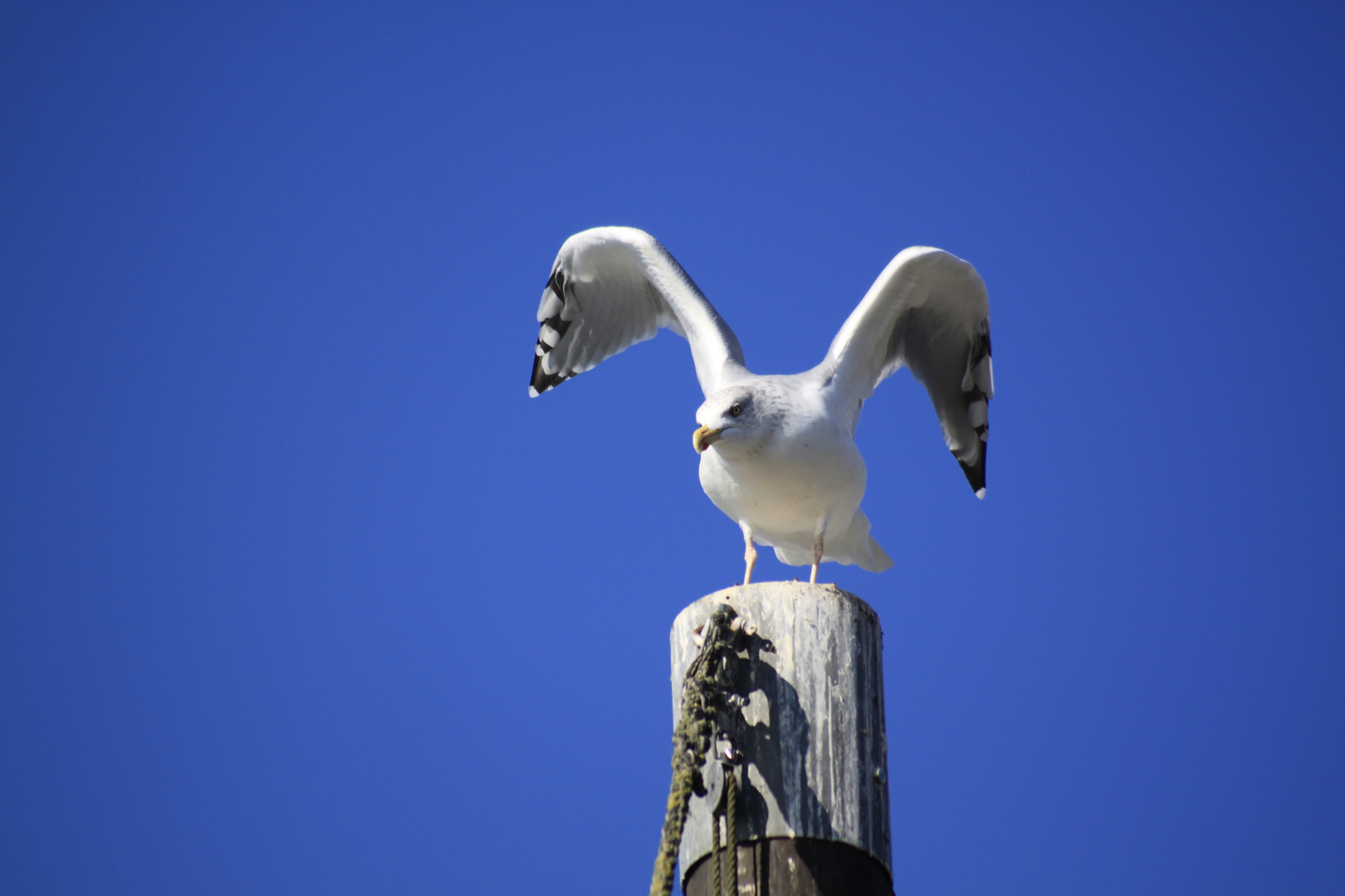 Eine Möwe in Schwerin