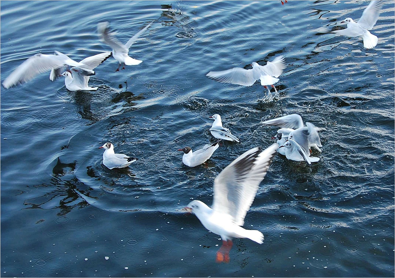 eine Möwe kommt selten allein