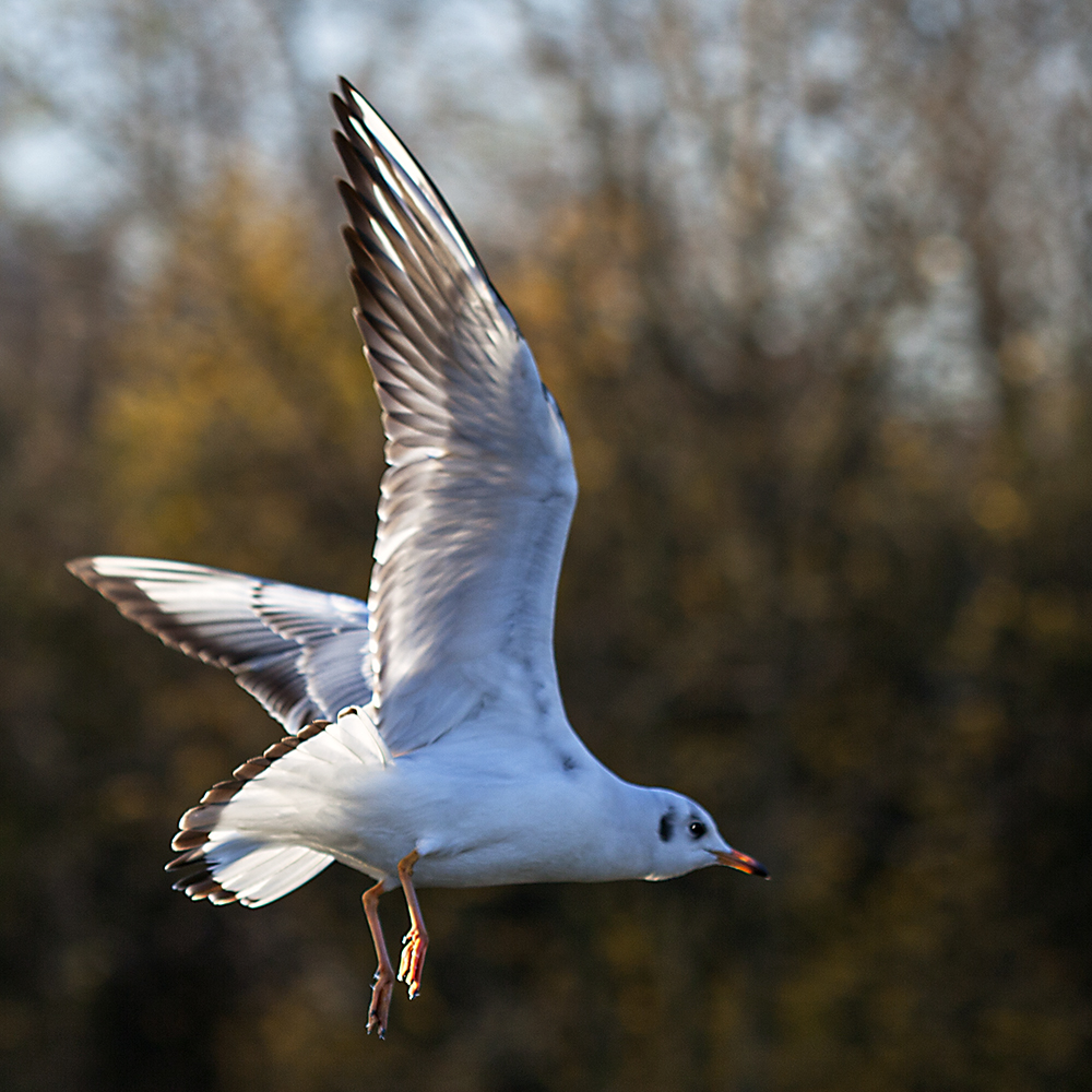 Eine Möwe macht noch keinen Sommer 