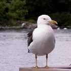 Eine Möwe macht noch keinen Sommer