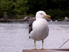 Eine Möwe macht noch keinen Sommer