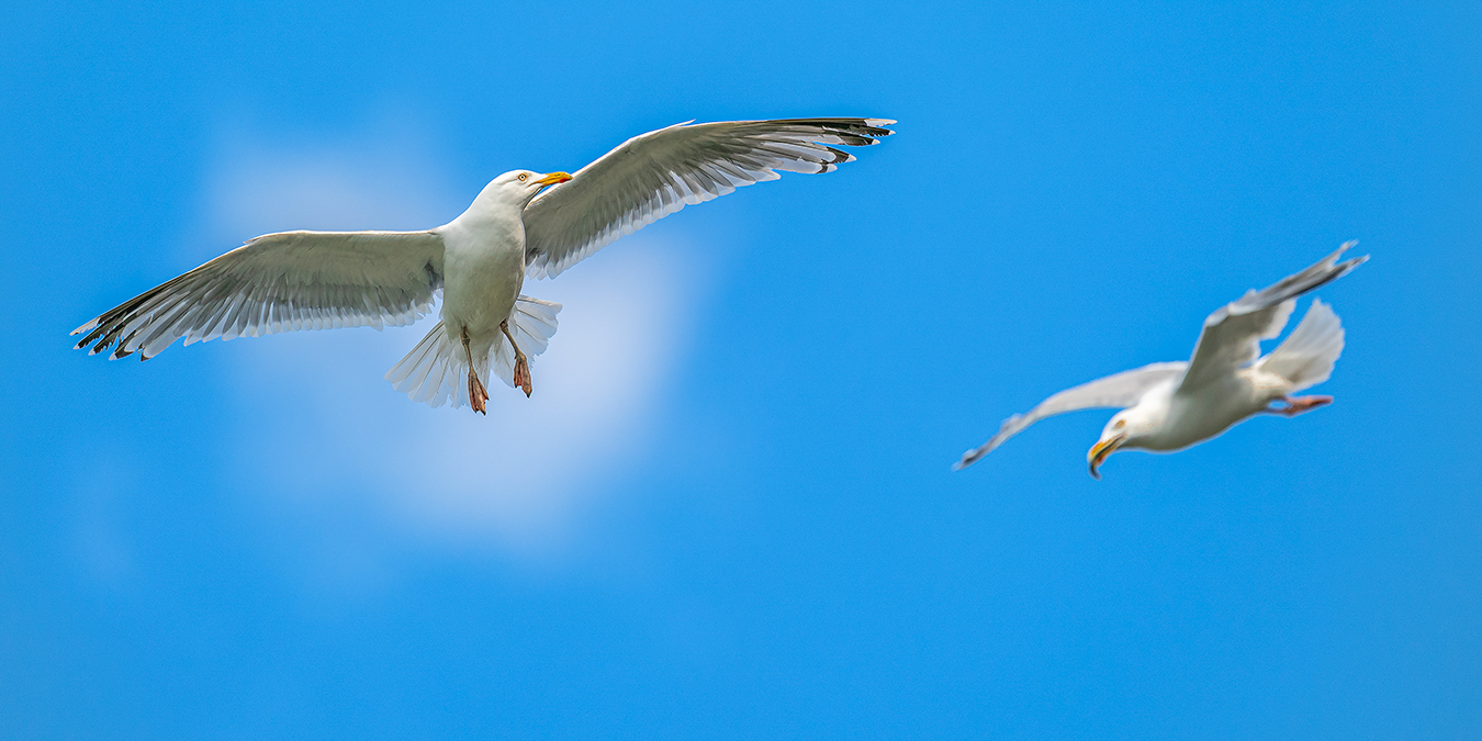 Eine Möwe patroulliert am Himmel.