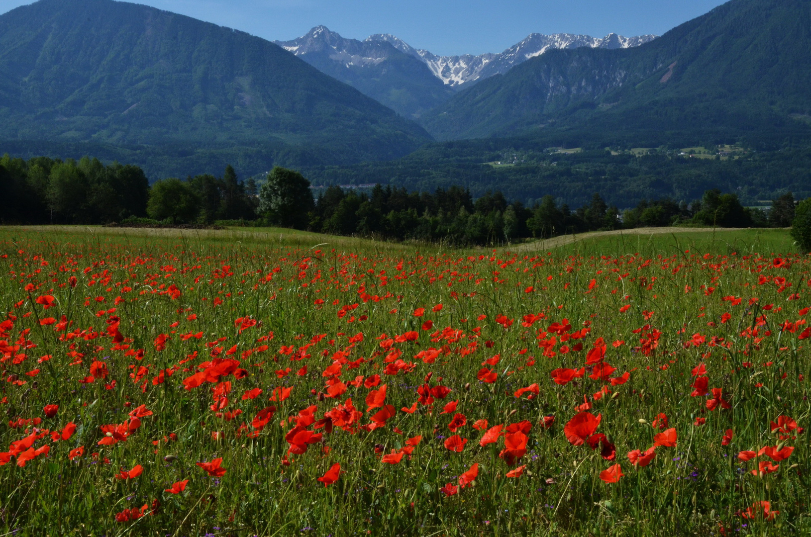 Eine Mohn Blüten Wiese mit schöner Aussicht...