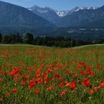 Eine Mohn Blüten Wiese mit schöner Aussicht...