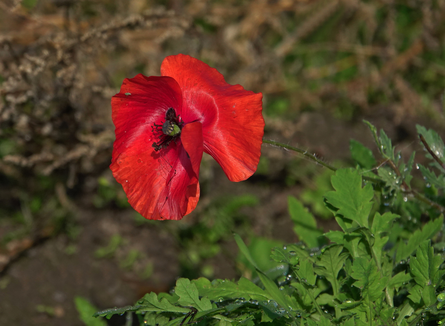 ...  eine Mohnblüte