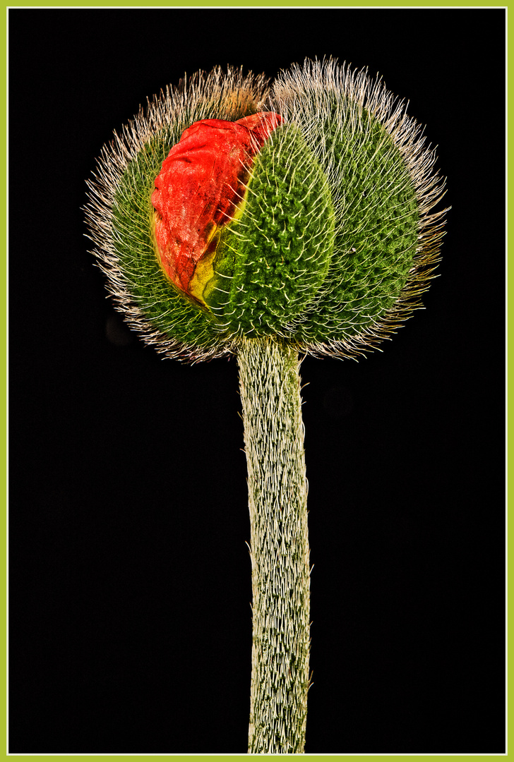 Eine Mohnblüte erwacht zum Leben, zweiter Versuch