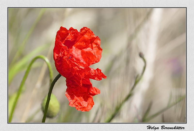 ....eine Mohnblüte fur's sonnige Wochenende