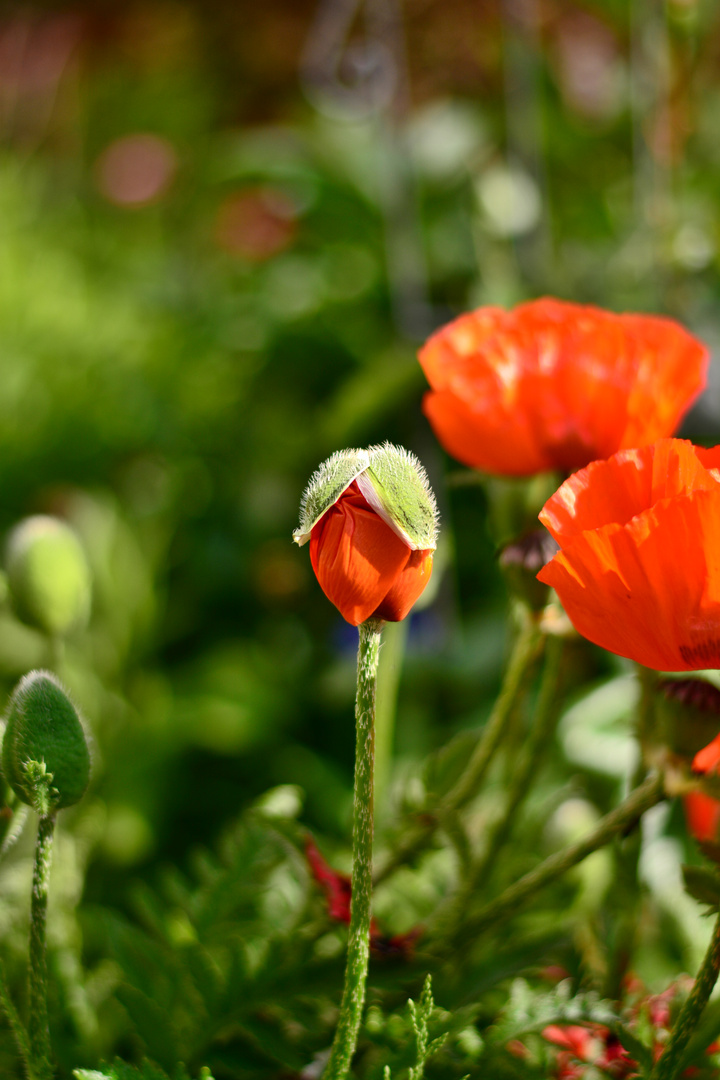 -Eine Mohnblüte geht ihren Weg-