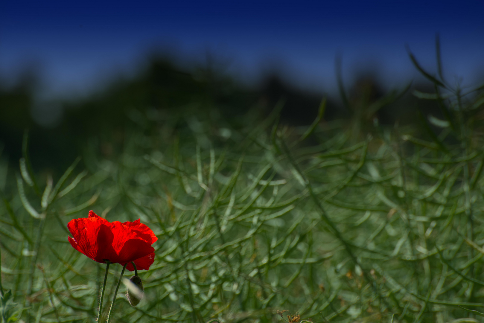 Eine Mohnblüte macht den Unterschied