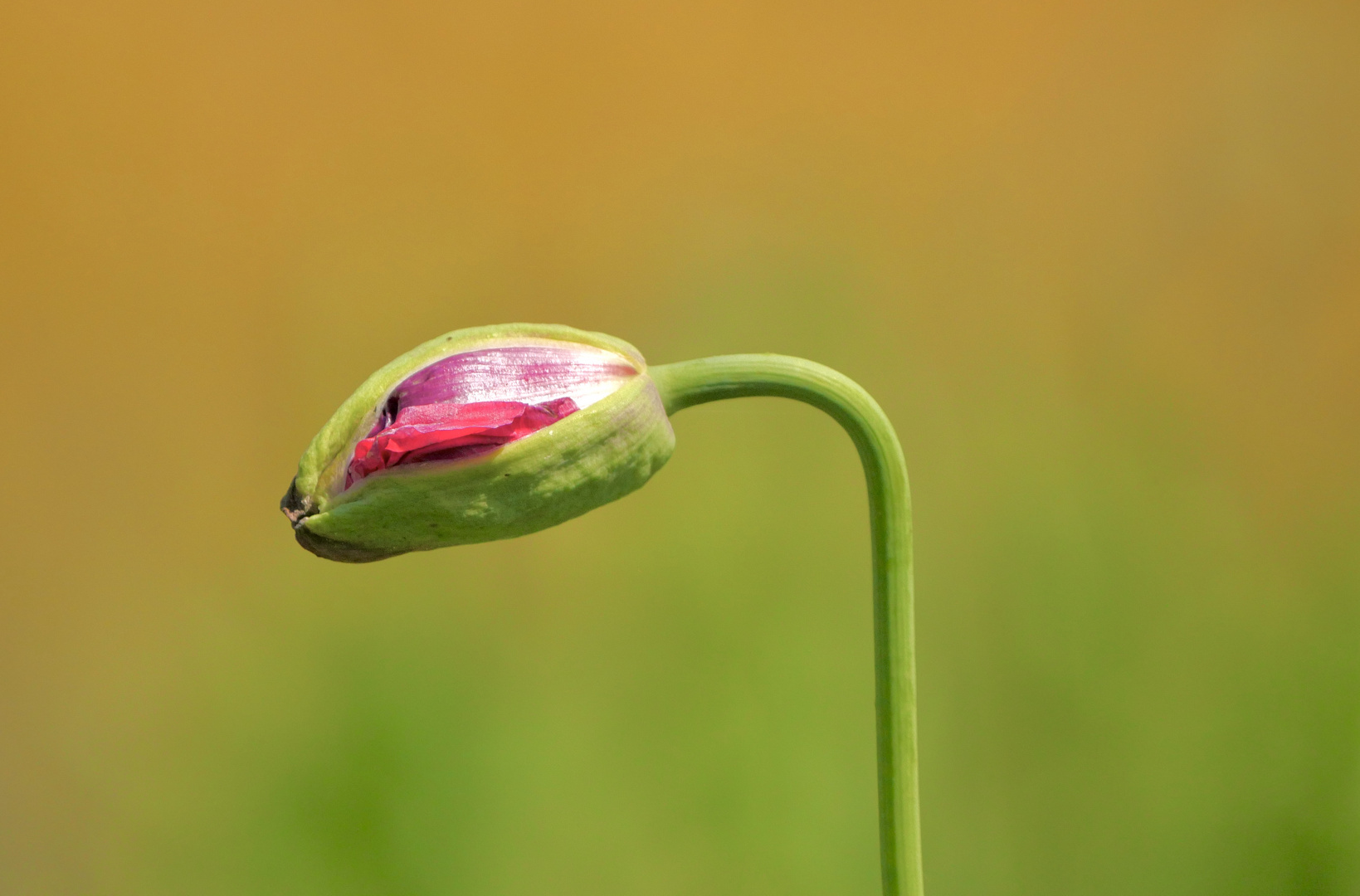 Eine Mohnblüte wird geboren