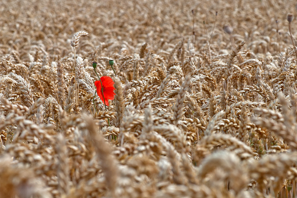 Eine Mohnblume im Kornfeld