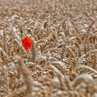 Eine Mohnblume im Kornfeld