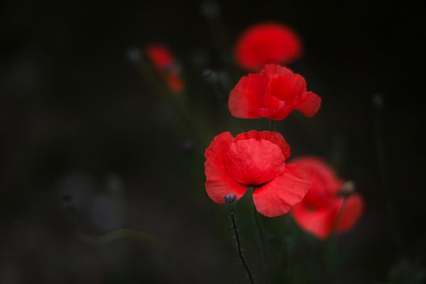 Eine Mohnblume ist eine Mohnblume ist eine ...