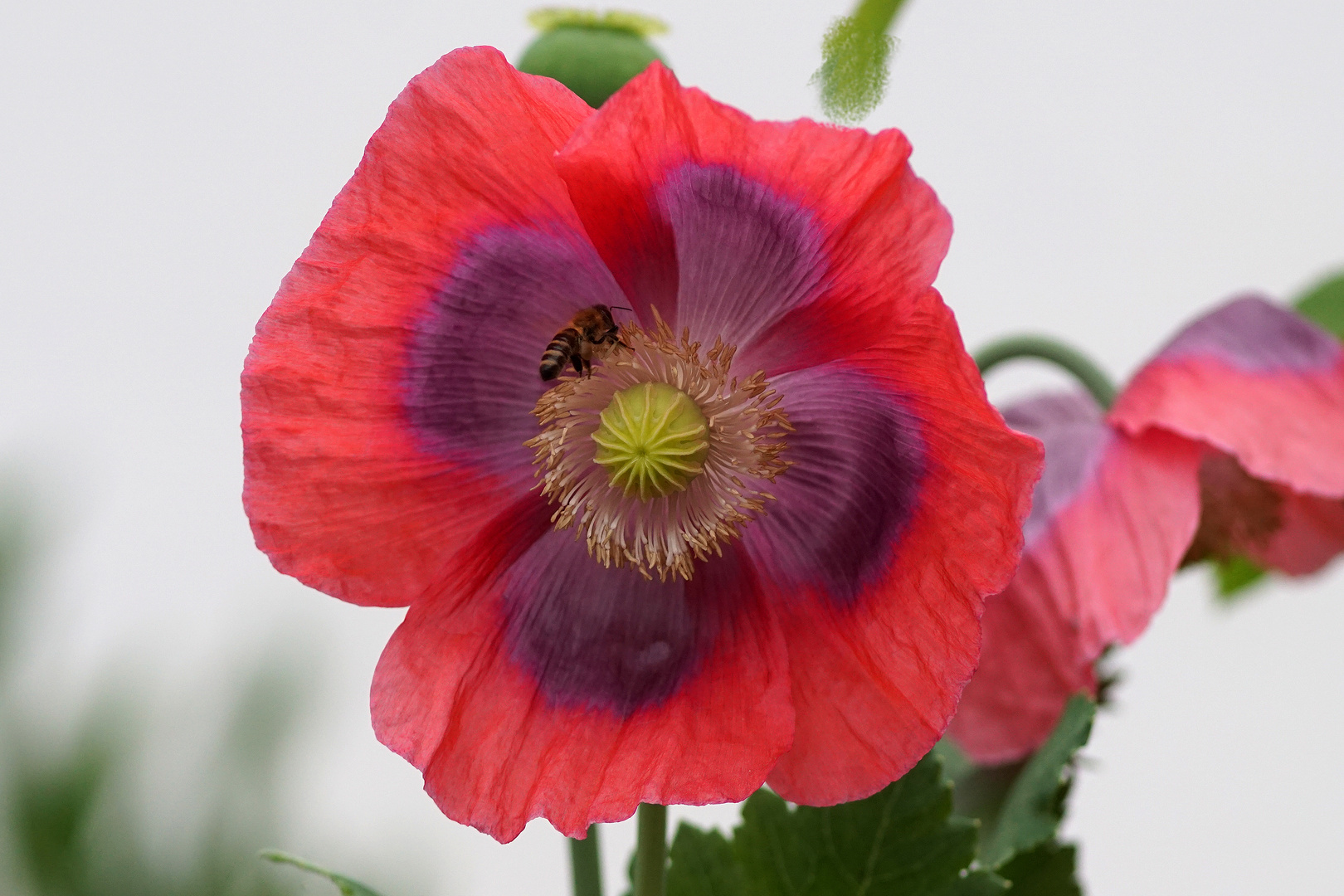 Eine  Mohnblume  von vielen Sorten