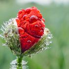 Eine Mohnblume wird geboren