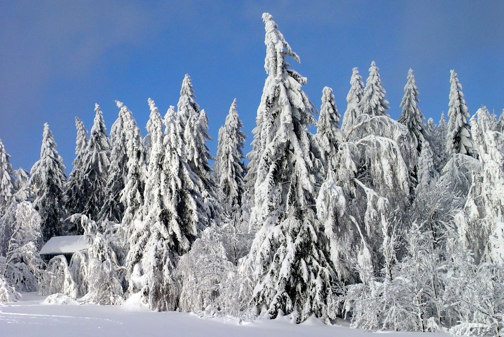 eine momentaufnahme aus dem bayerischen wald ...