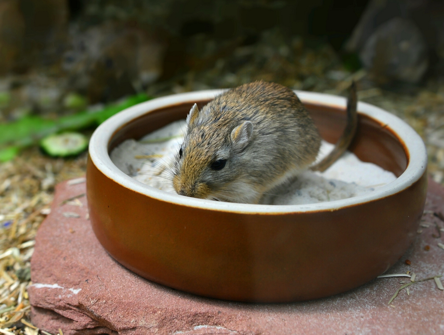 Eine mongolische Rennmaus...