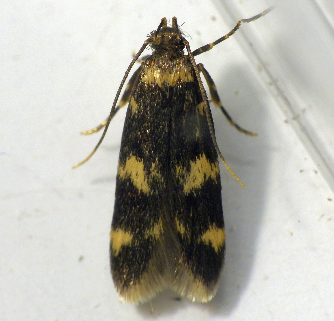 Eine Motte im Haus Oegoconia uralskella Foto & Bild tiere, wildlife, schmetterlinge Bilder