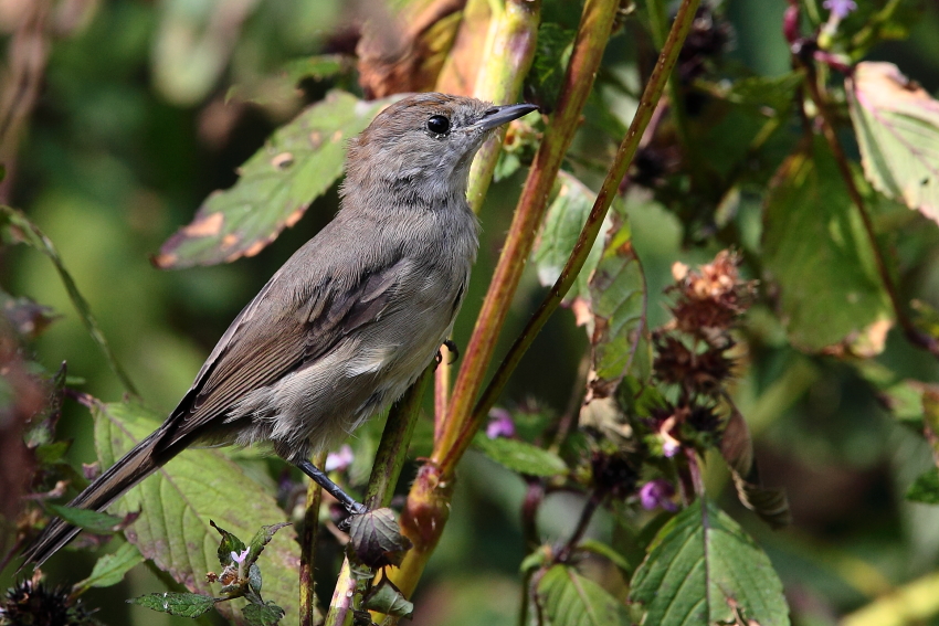 Eine Mücke?? , Dettingen an der Erms, Biosphärengebiet schw. Alb