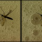 eine Mücke hat sich in der Trockeneis-Suppe verirrt  - 3D-II-View - Cha-Cha