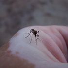 eine Mücke im November