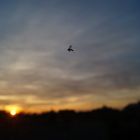 Eine Mücke im Sonnenuntergang