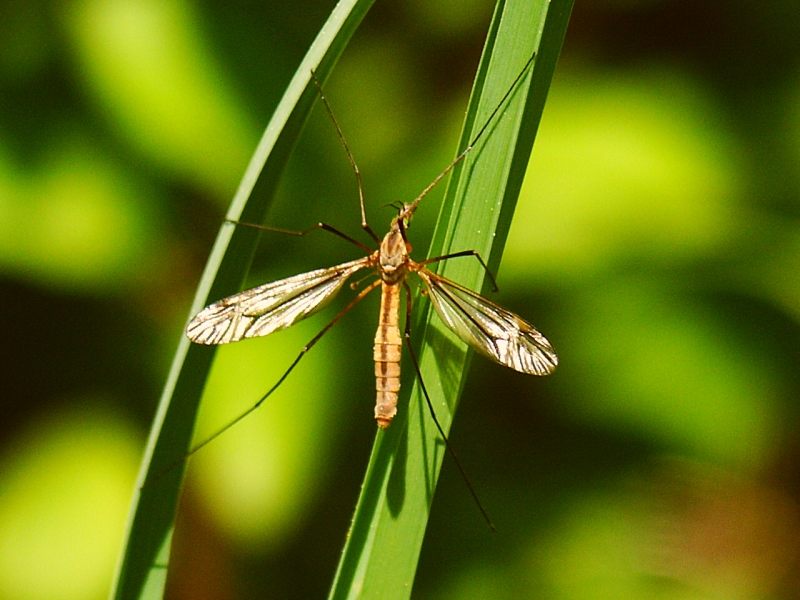 Eine Mücke macht noch keinen Sommer