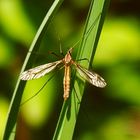 Eine Mücke macht noch keinen Sommer