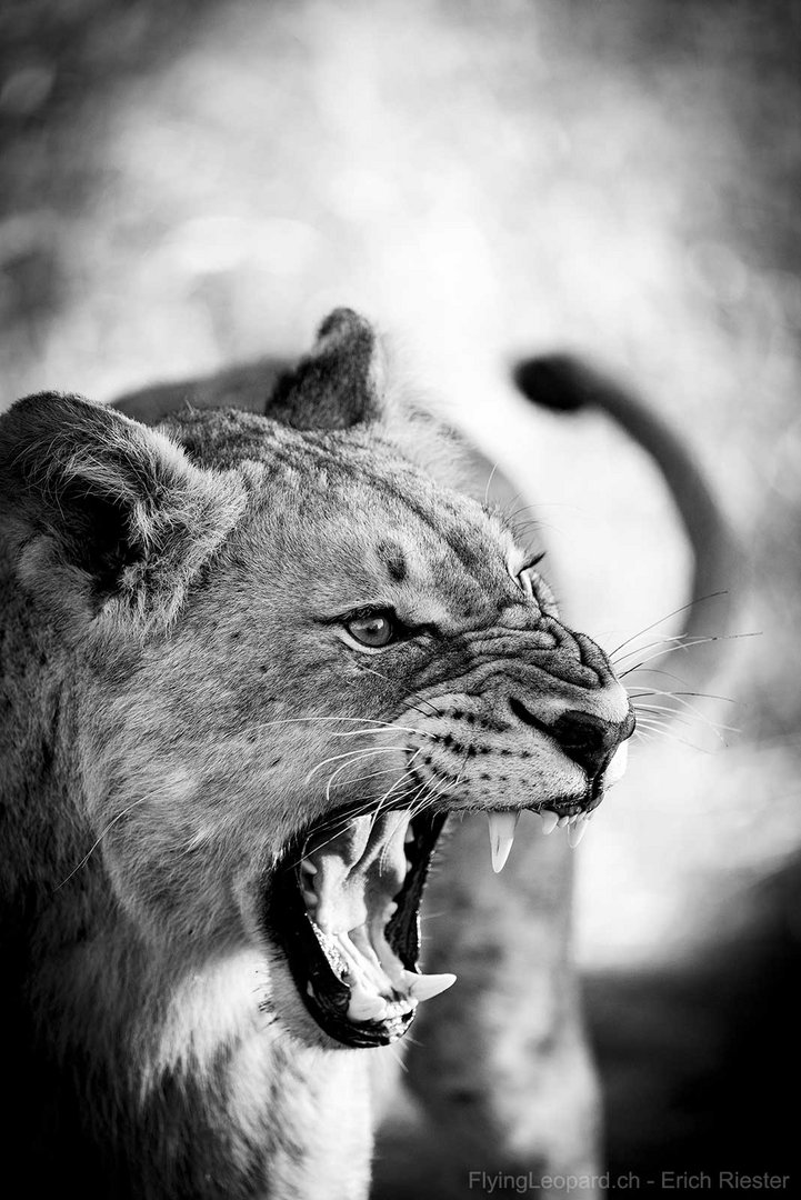 Eine müde Löwin im Manyoni Private Game Reserve, Südafrika