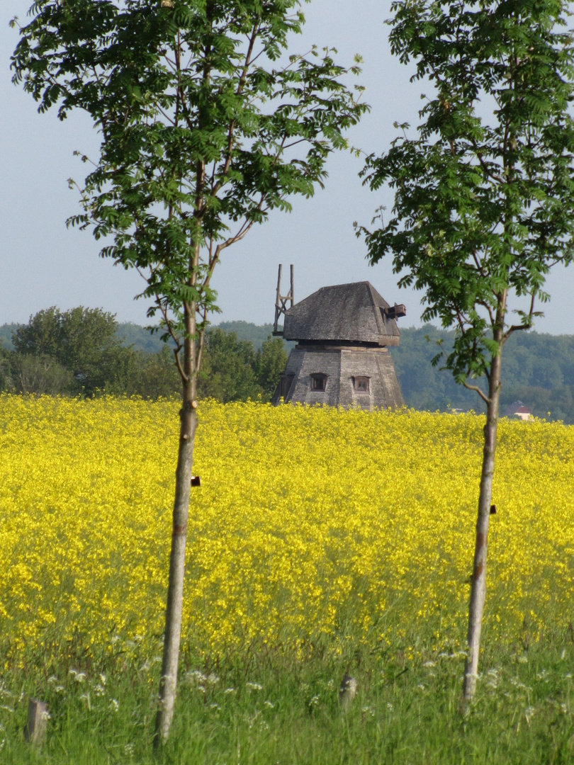 Eine Mühle im Rapsfeld