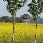 Eine Mühle im Rapsfeld