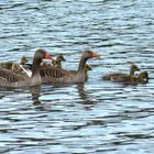 Eine muntere Gänsefamilie.