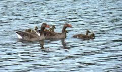 Eine muntere Gänsefamilie.