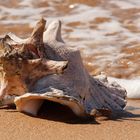 Eine Muschel am Strand