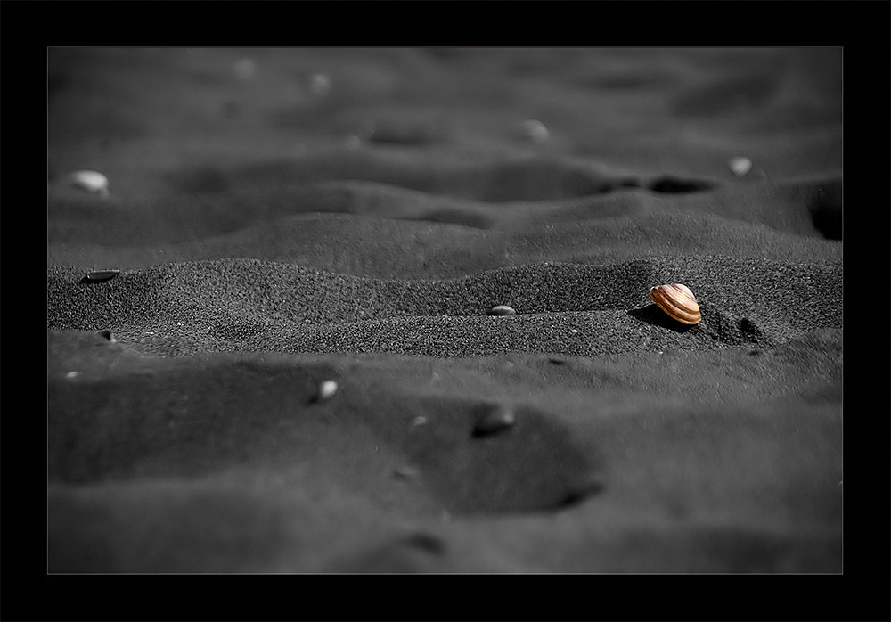 .. eine Muschel... Foto & Bild tiere, wildlife, schnecken & muscheln Bilder auf .. eine Muschel... Foto & Bild tiere, wildlife, schnecken & muscheln Bilder auf
