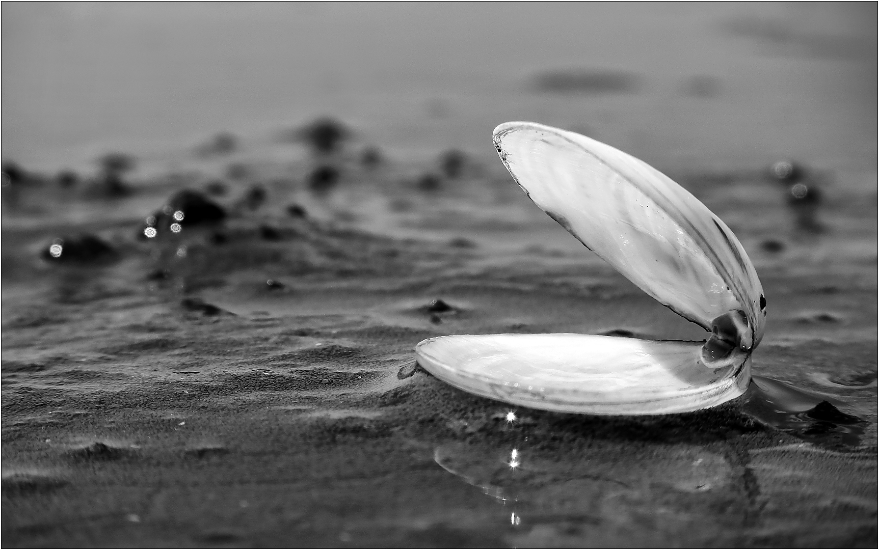 Eine Muschel im Watt...