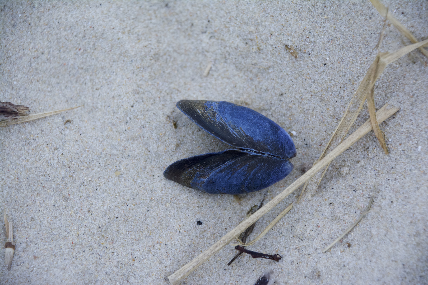 Eine Muschel verloren im Sand und so unendlich schön in Blau!