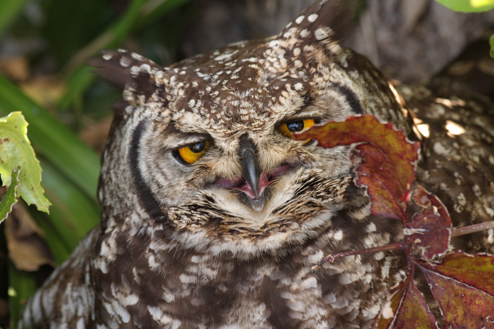 Eine Mutter auf dem Nest.