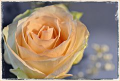 EINE  „Muttertags-Rose"