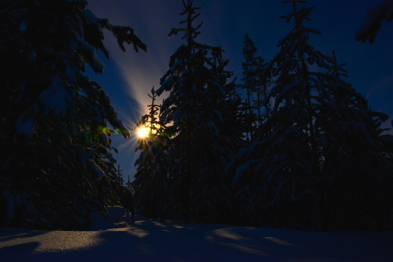 eine nacht im wald