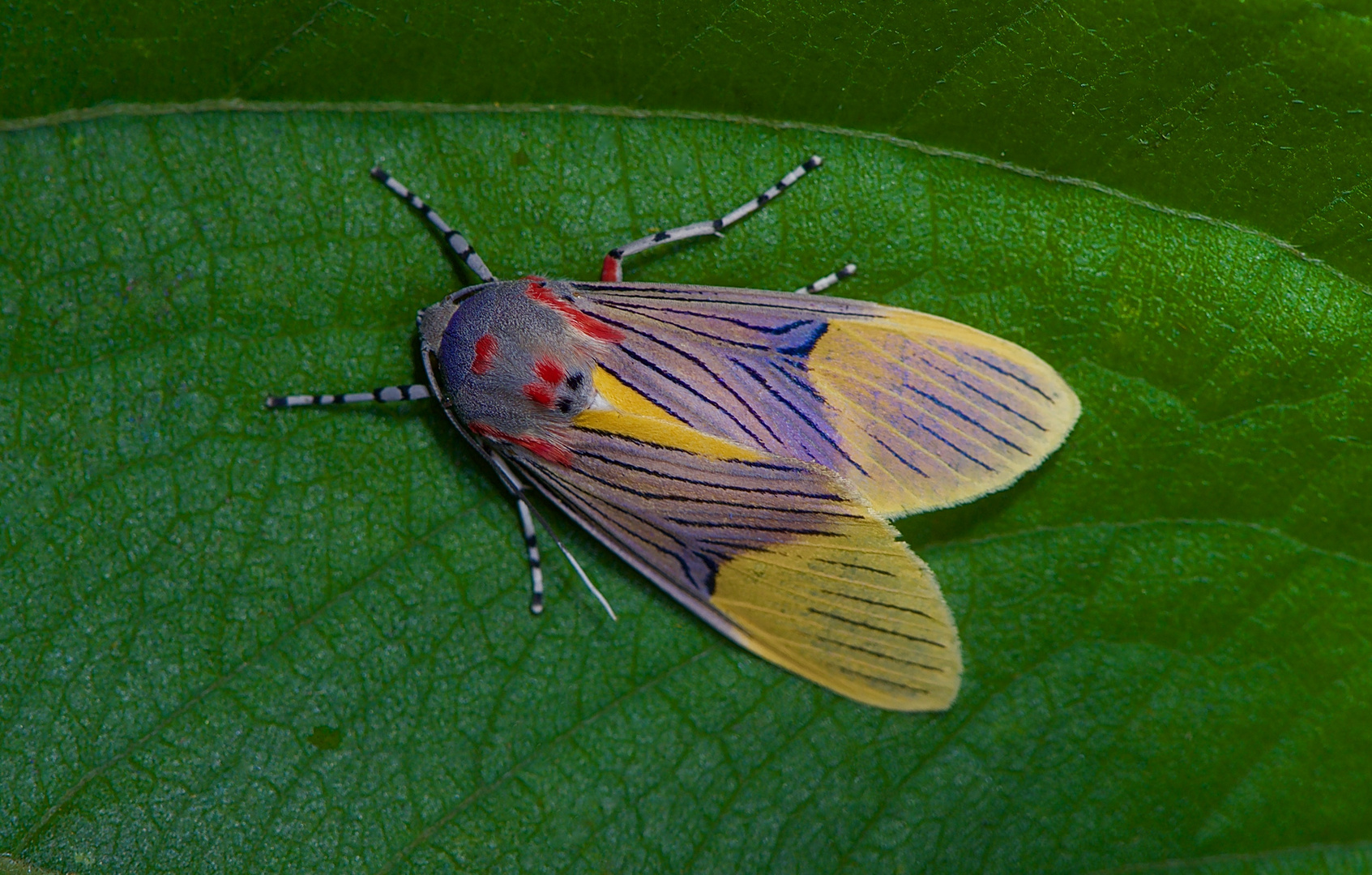 Eine Nachtfalter-Schönheit aus dem Nebelwald von Panama