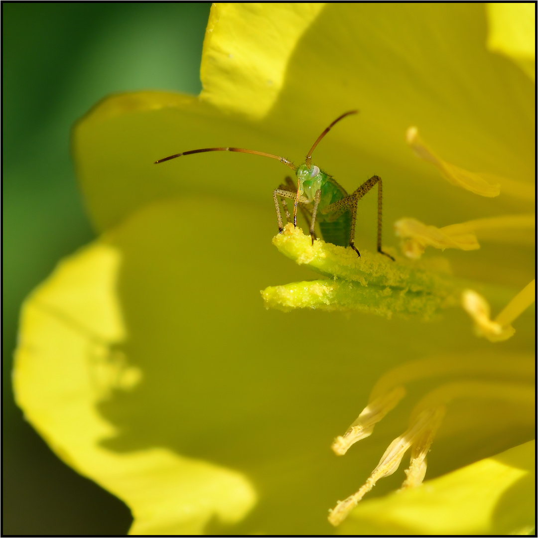 Eine Nachtkerzenblüte mit Bewohner....