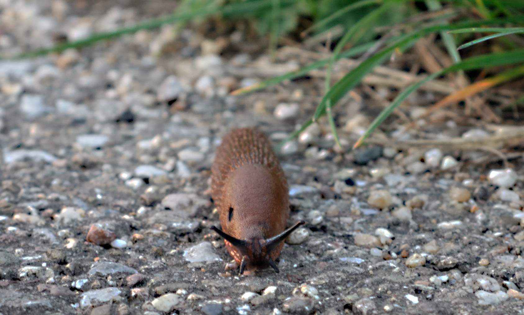 Eine Nacktschnecke....